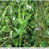 colias erate hostplant4 volg